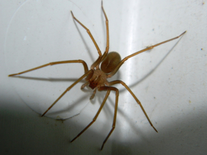 Loxosceles rufescens